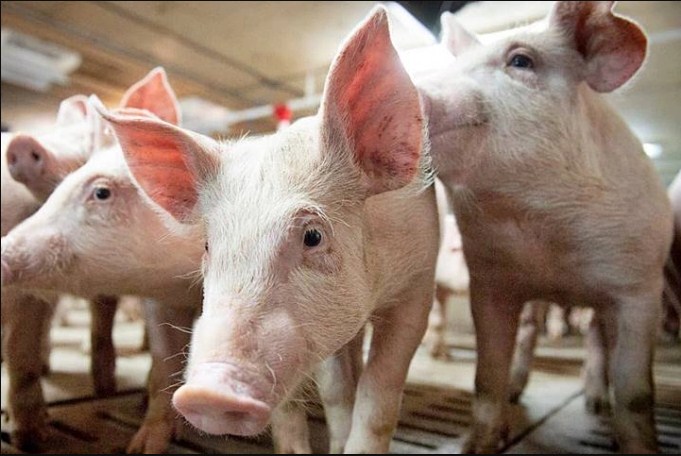 Giá heo hơi hôm nay 16/2 Giảm đồng loạt trên cả nước 