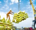 Triển vọng tốt đối với các doanh nghiệp xuất khẩu gạo trong ngắn hạn
