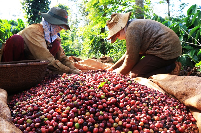 Quy định chống phá rừng của EU ảnh hưởng như thế nào đến sản xuất cà phê Việt Nam 