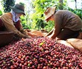 Quy định chống phá rừng của EU ảnh hưởng như thế nào đến sản xuất cà phê Việt Nam 