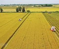 Đến năm 2030 ĐBSCL sẽ có một triệu héc-ta lúa chất lượng cao phát thải thấp 