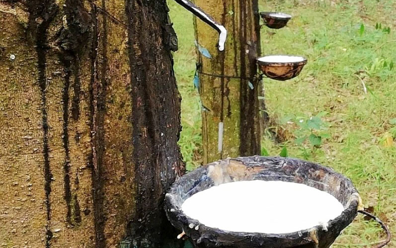 Giá cao su hôm nay 11 Điều chỉnh tăng hơn 15