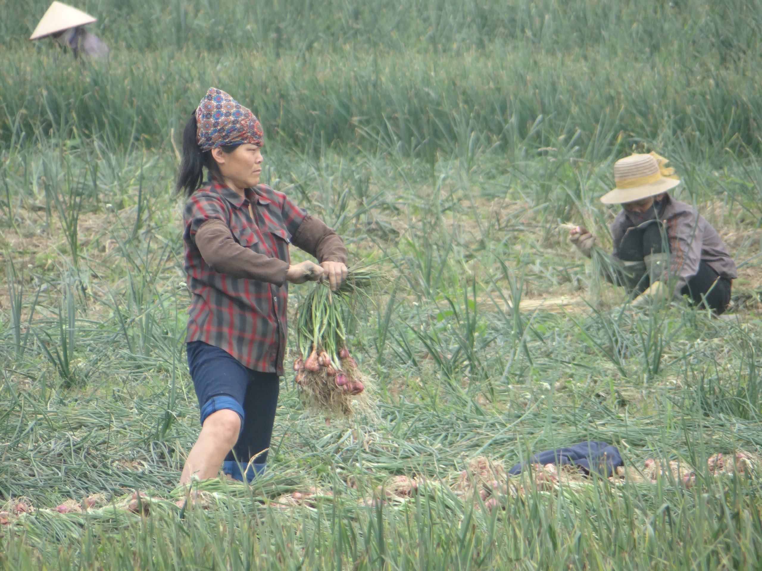 Lần đầu tiên Hải Dương tổ chức Lễ hội trải nghiệm thu hoạch hành tỏi 