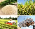 Giá lúa gạo hôm nay 6/2 Thị trường giao dịch chậm ít người hỏi mua 