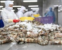 Xuất hiện khó khăn mới khi xuất khẩu tôm sang Mỹ
