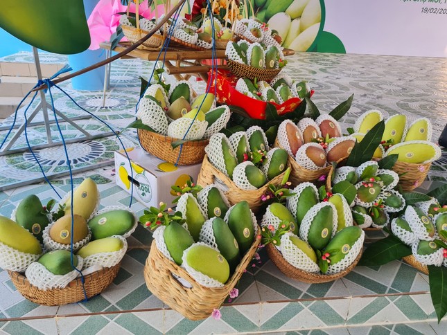 Xuất khẩu 13 tấn xoài hạt lép đầu tiên sang thị trường Hàn Quốc 