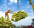 Giá gạo hạ nhiệt xuất khẩu vẫn kỳ vọng tạo đột phá