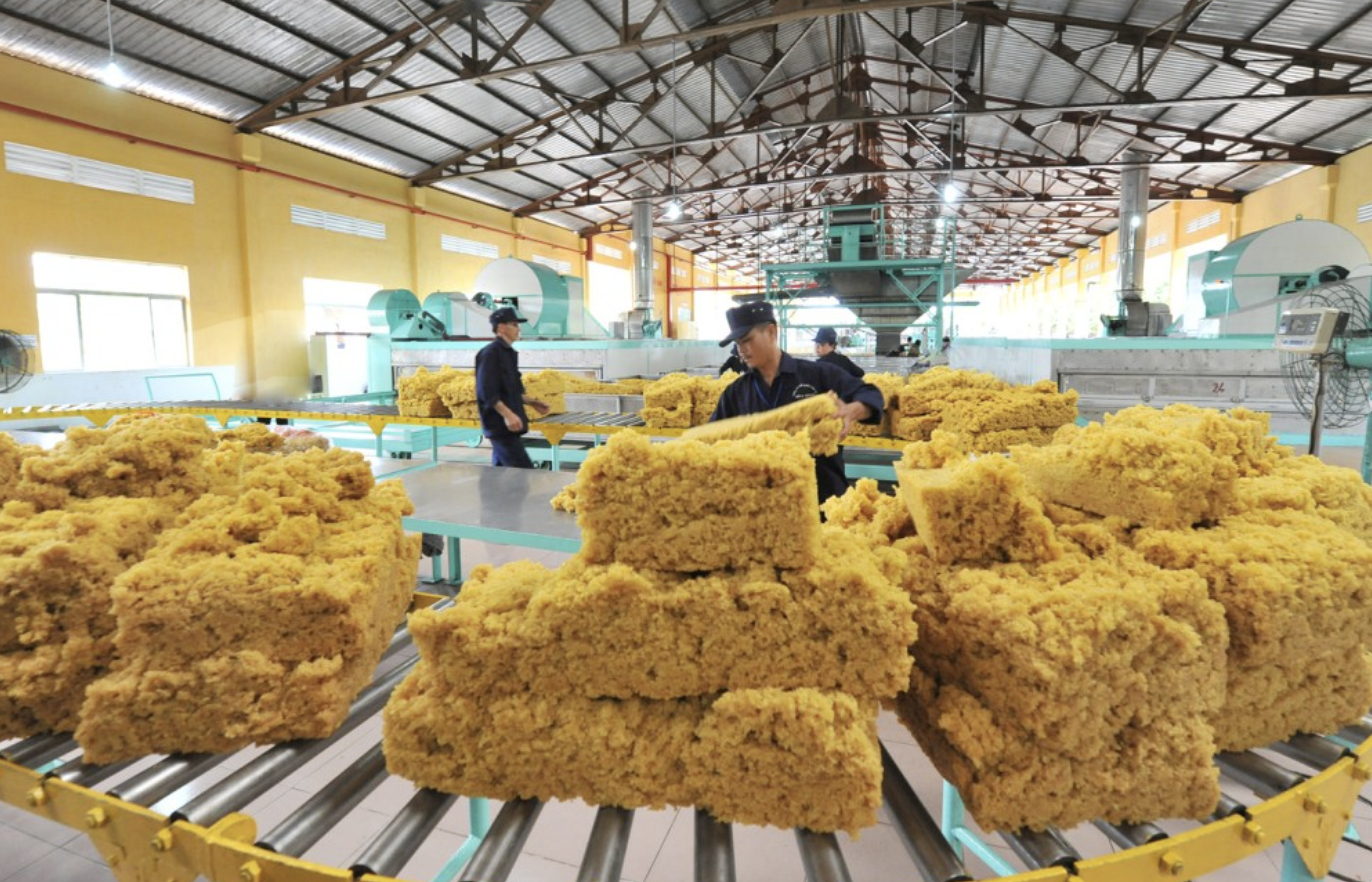 Lo ngại biến động nguồn cung Giá cao su sẽ biến động mạnh thời gian tới 