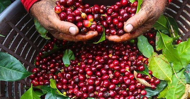 Thiếu hụt nguồn cung giá cà phê tiếp tục leo thang 