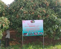 Hải Dương Dự kiến ngày 20/5 sẽ tổ chức Lễ mở vườn vải xuất khẩu năm 2024 