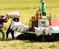 Đảm bảo an ninh lương thực thúc đẩy xuất khẩu gạo bền vững 