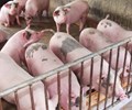 Giá heo hơi hôm nay 18/7 Tiếp đà giảm 1.000 đồng/kg trên cả nước 