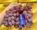 Nho ngoại tràn ngập chợ Việt giá rẻ như rau 