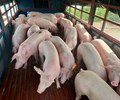 Giá heo hơi hôm nay 23/9 Duy trì đà tăng tại cả ba miền 