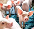 Giá heo hơi hôm nay 5/12 Tiếp tục tăng tại một số địa phương 