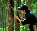 Giá cao su hôm nay 6/1 Sẽ tiếp tục giảm do nhu cầu yếu 