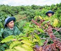 Xuất khẩu cà phê của Việt Nam cao kỷ lục thu về 5,6 tỷ USD năm 2024 