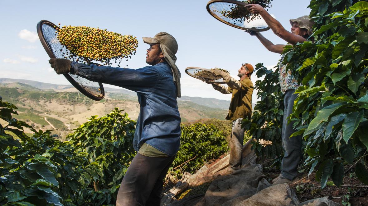 Đâu là nguyên nhân đẩy giá cà phê lên cao 