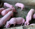 Giá heo hơi hôm nay 17/3 Giảm nhẹ 