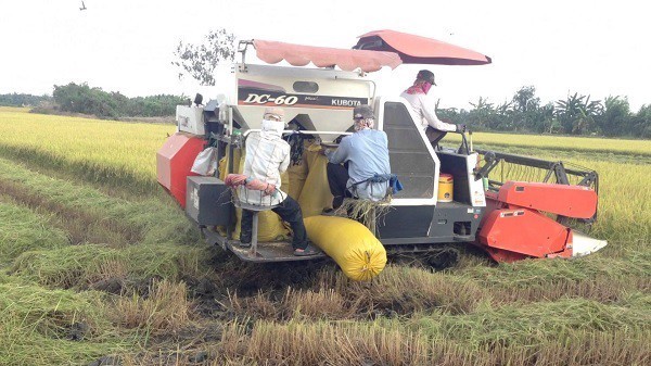 Giá lúa gạo hôm nay 55