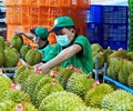 Mất thị phần tại Trung Quốc hồi chuông cảnh tỉnh đối với ngành sầu riêng Việt Nam