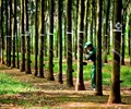 Cao su Tây Ninh TRC lãi kỷ lục sau 6 tháng chuẩn bị bán cổ phiếu quỹ và chia cổ tức 25 
