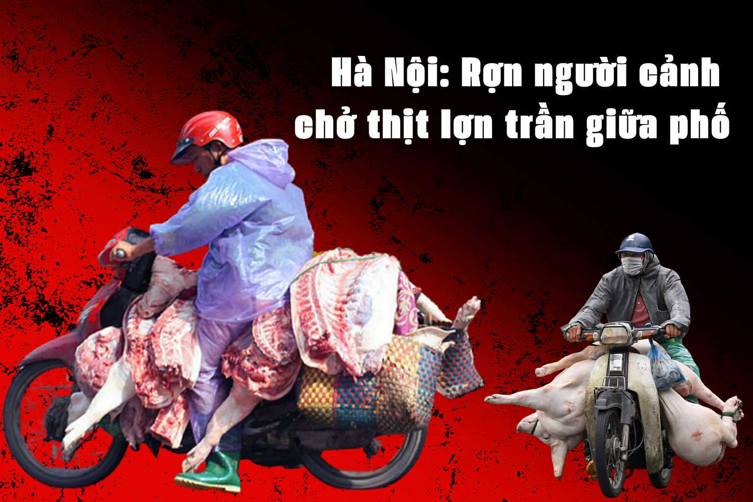 Hà Nội Rợn người cảnh chở thịt lợn trần giữa phố 