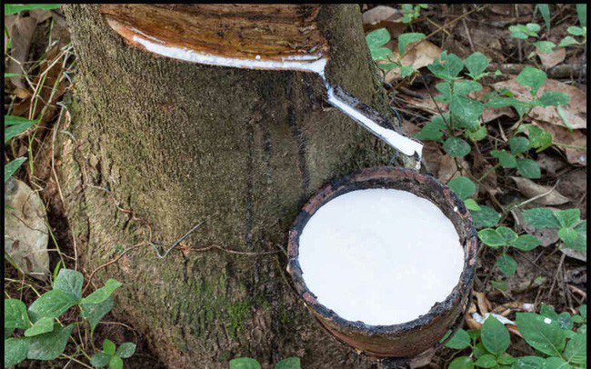 Giá cao su hôm nay 1010 Tiếp đà tăng tại Nhật Bản