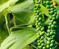 Xuất khẩu hồ tiêu của Việt Nam dự báo đạt 1,5 tỉ USD