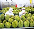 17 lãnh đạo doanh nghiệp bị khởi tố vì sai phạm xuất khẩu sầu riêng Vì đâu nên nỗi 