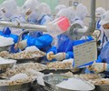 Ngành thủy sản hướng tới sản lượng trên 10 triệu tấn xuất khẩu 11,5 tỷ USD năm 2026 