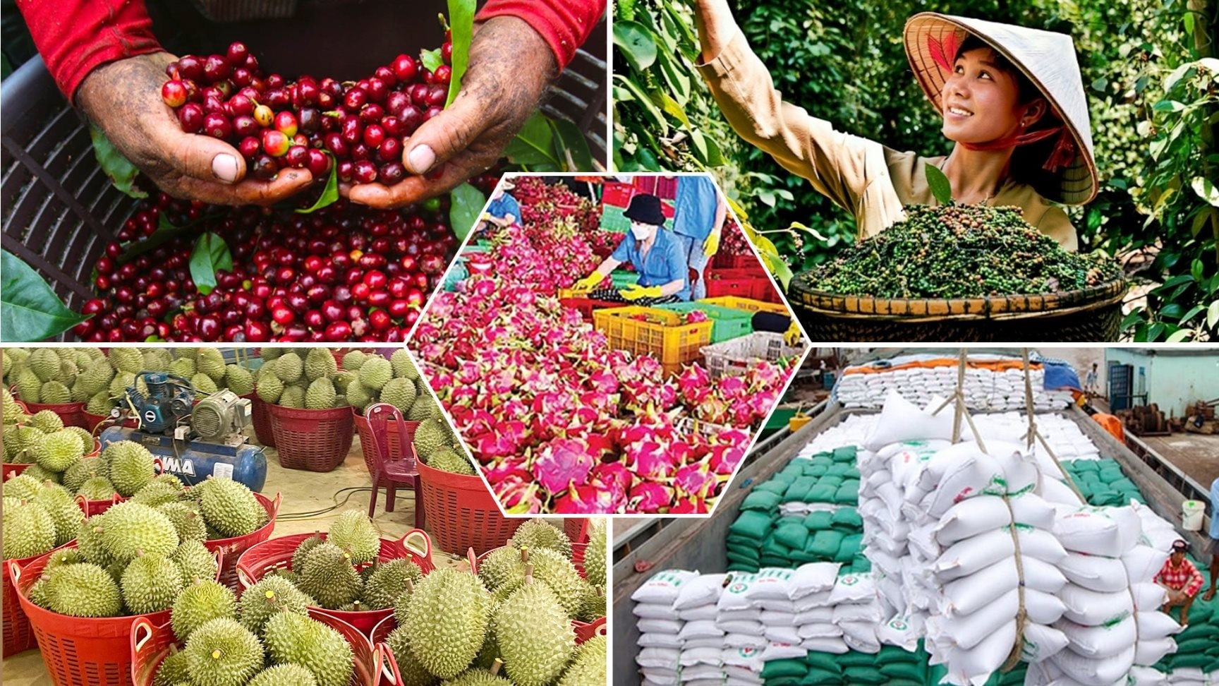 Giá nông sản hôm nay 14/3: Hồ tiêu lao dốc, cà phê phục hồi; gạo đi ngang, sầu riêng neo cao