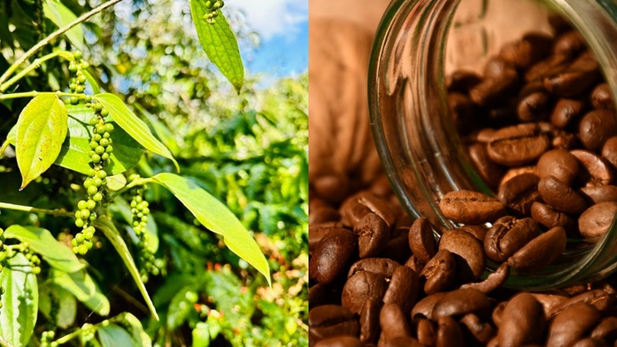 Giá nông sản hôm nay 20/3: Cà phê phục hồi, hồ tiêu giảm sâu, thị trường gạo trầm lắng