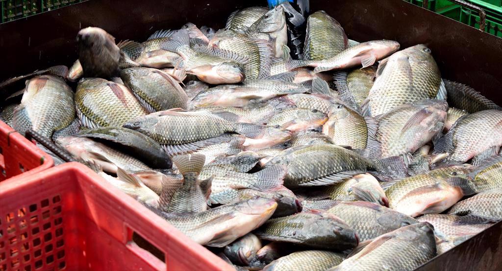 Xuất khẩu cá rô phi tăng tại nhiều khối thị trường
