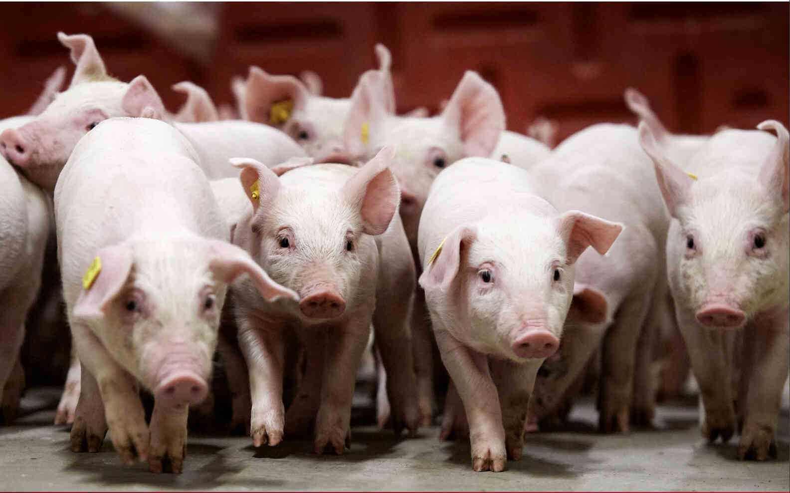 Giá heo hơi ngày 29/3: Nghệ An – Hà Tĩnh chạm đáy