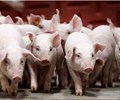 Giá heo hơi ngày 29/3 Nghệ An – Hà Tĩnh chạm đáy 
