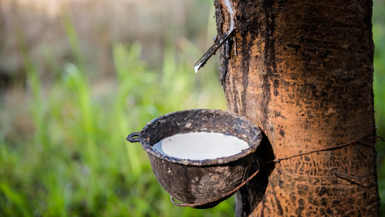 Giá cao su hôm nay 29/3: Thế giới đồng loạt tăng, trong nước đi ngang