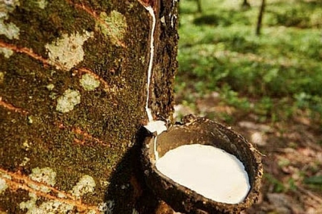 Giá cao su ngày 22/4: Thị trường thế giới bật tăng, trong nước tiếp tục ổn định