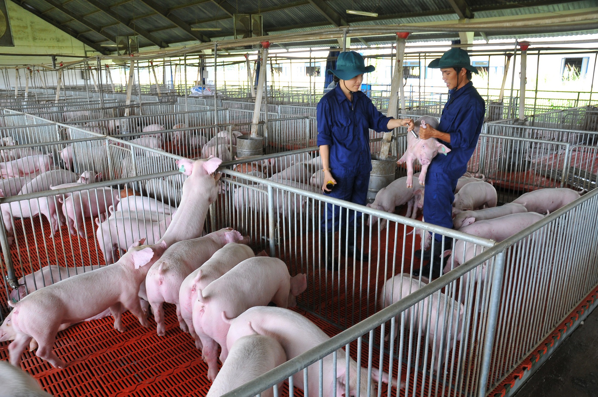 Giá heo hơi hôm nay 25/4: Nhích nhẹ tại một số địa phương, thị trường vẫn đi ngang