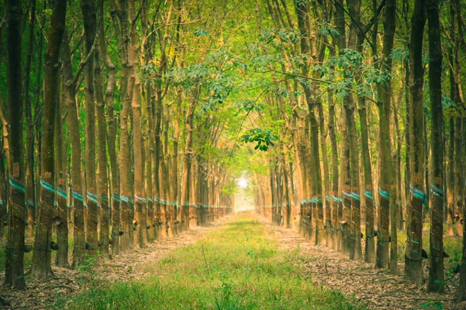 Giá cao su hôm nay 25/4: Nhật Bản nối dài đà tăng, thị trường được hỗ trợ đa yếu tố