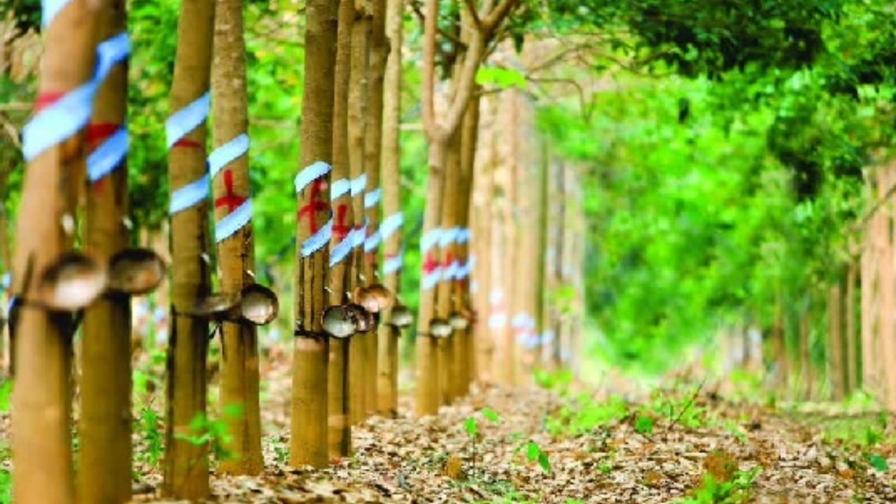 Giá cao su hôm nay 26/4: Giá cao su châu Á chịu áp lực giảm