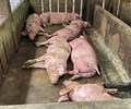 TP.HCM siết chặt phòng chống dịch tả heo châu Phi tăng cường giám sát từ cơ sở