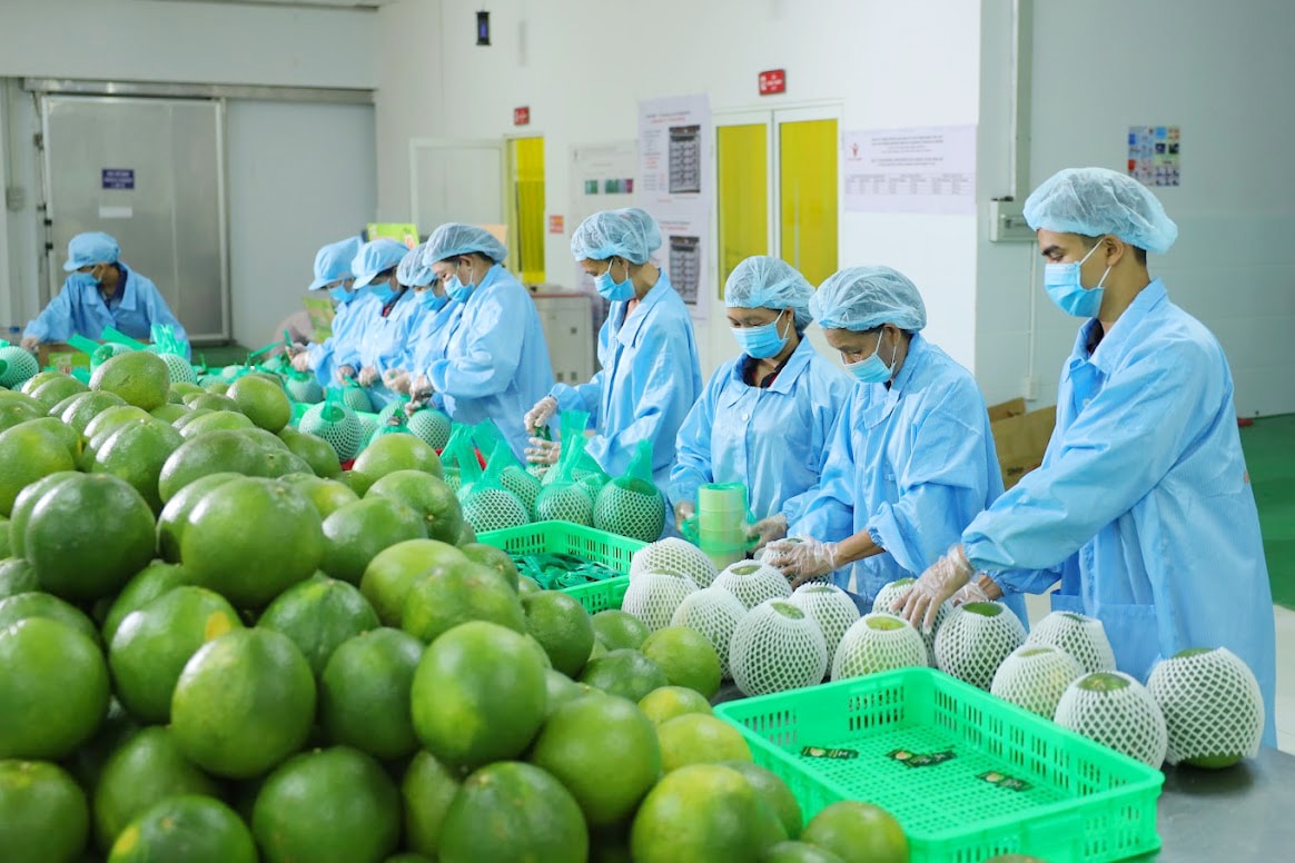 Bưởi Việt rộng cửa vào Trung Quốc, kỳ vọng trở thành mặt hàng xuất khẩu tỷ đô