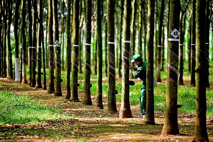 Cổ phiếu PHR dậy sóng trước cú hích tăng trưởng lợi nhuận nhờ tiền đền bù đất