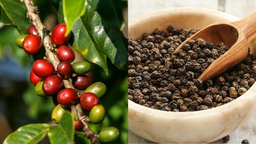 Giá nông sản hôm nay 22/5: Cà phê giảm do áp lực từ Brazil, hồ tiêu neo cao, gạo xuất khẩu giữ sức cạnh tranh