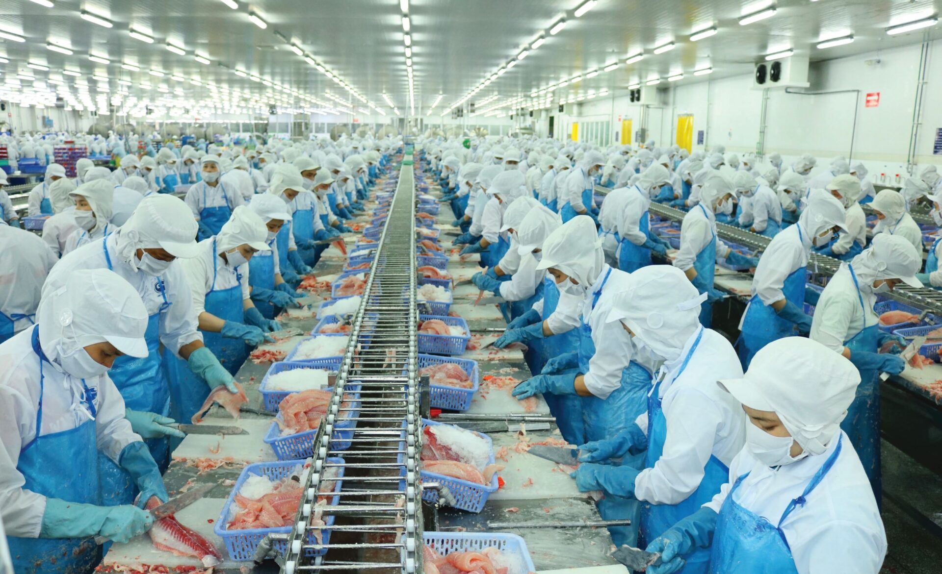 Ngành cá tra trước 'cơn gió ngược' từ giá dầu và thương mại toàn cầu