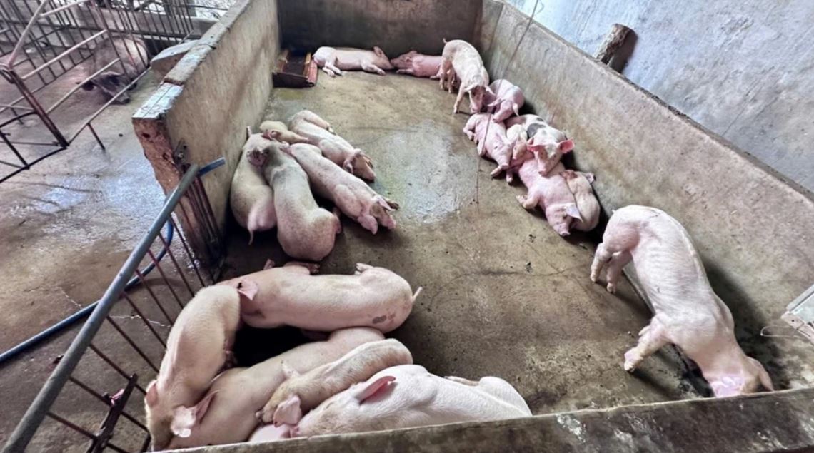 Đồng Nai: Khởi tố nhóm đối tượng thu gom heo bệnh, heo chết chế biến heo quay bán ra thị trường