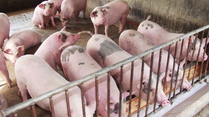 Giá heo hơi hôm nay 28/5: Biến động trái chiều, miền Bắc không còn mốc 70.000 đồng/kg