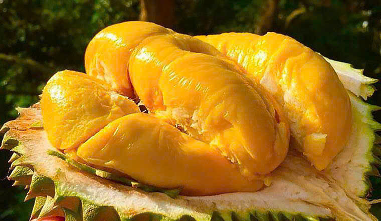 Giá sầu riêng hôm nay 31/5: Sầu Thái loại A chạm mốc 75.000 đồng/kg