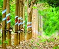 Giá cao su thế giới tăng mạnh doanh nghiệp Việt đứng trước cơ hội bứt phá 